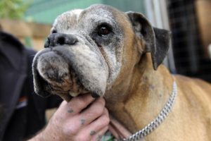 Dog shooting: witnesses wanted