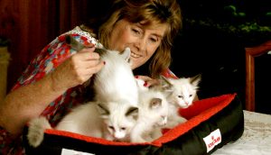 Prize litter for Birman Society cat show 