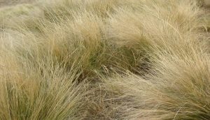 Serrated tussock not for DIY: council