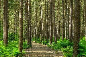 Be seen in green at Dandenong’s Tirhatuan Park