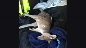Kangaroo shooting: Man turns himself in