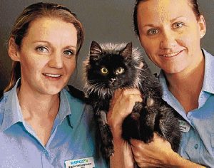 RSPCA saves cat from high-voltage fate