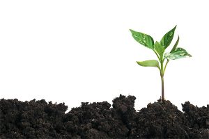 Without a rumble, Leaf breezes in