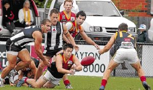 SFL: Dingoes look for answers