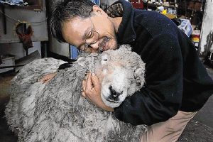 Baa battle: $130K court fight to keep pet sheep