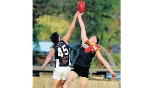 SFL: Dingoes send a message