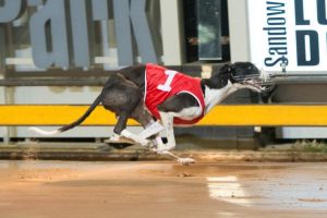 Bravo Fuelled to win