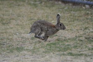 Bunny busters