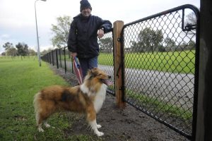Pooches free to roam