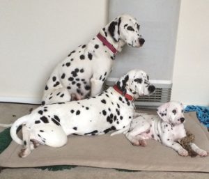 Dog-gone is dog found