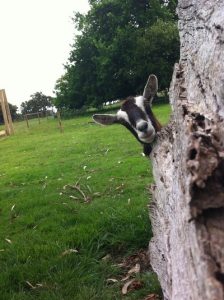 Goats have appeal all their own