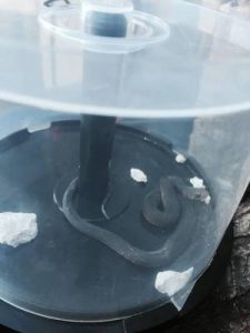 Slithering snake leads to toilet terror