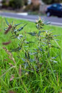 Heat’s on weed killing