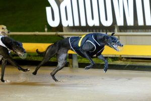 Kennel cleans up as dogs show their best form