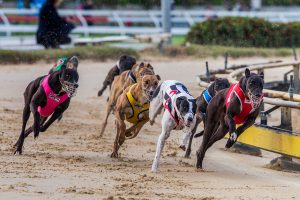 Greyhound industry stays safe
