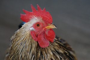 Video sparks bird cruelty investigation