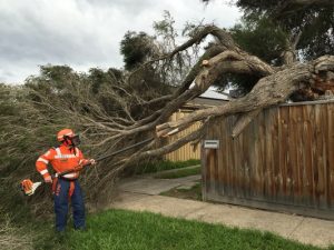 Fence crushed by tree