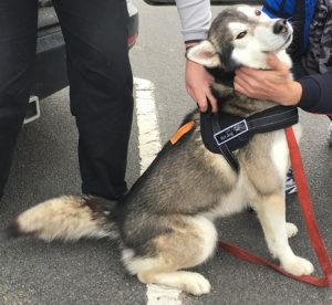 Husky happy ending
