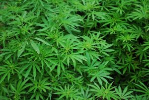 Fire unearths cannabis cultivation