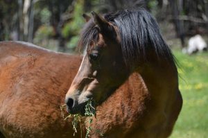 These two are no show ponies