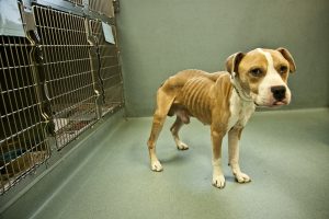 Starving animals on the road to recovery
