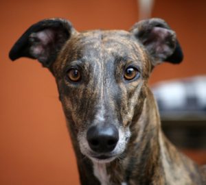 Foster homes for doggies
