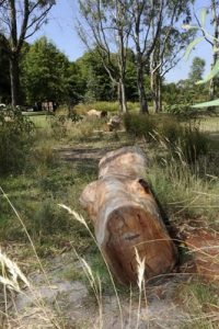 Fallen redgums parked for now