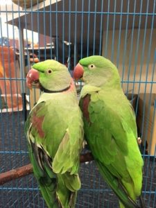 Dozen rare birds stolen