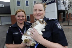 Police: they’re no bunnies