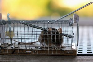 Housing unfit for humans