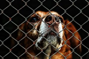 Animal welfare improves, report shows