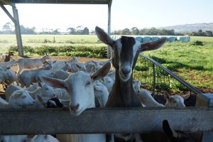 No butts, goat milk business expands