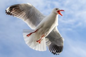 Light blasters put seagulls under fire
