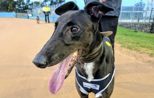 Pup up-and-comer Hasten Slowly shoots ahead