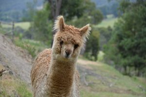Alpacas a breed on the move