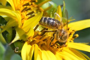 Home to honey helps struggling bees