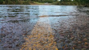 SES beats the deluge