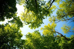 Speak up on park plans