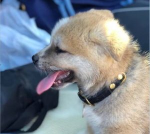 Puppy thief strikes in Springvale