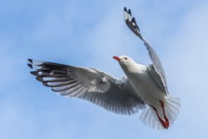 Squawk joins seagull struggle