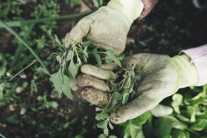 Hands the way to weed