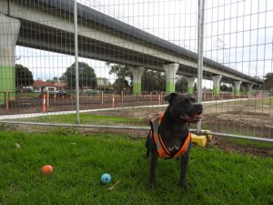 Dogs unleashed in new park