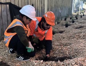 Sky-rail plantings sown