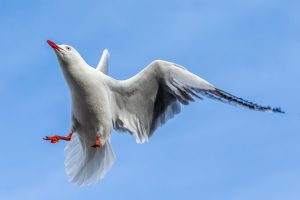 Dirty flockers are back