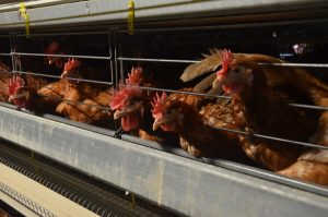 Cage-free campaign changes the game