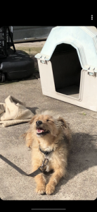 Dog dies from stab wounds