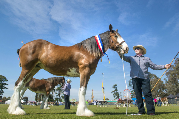 dandyshow_174087_08.jpg
