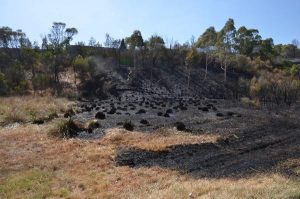 Butt sparks freeway fire