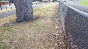 No harm to heritage tree: council