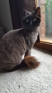 Rescue is the cat’s meow